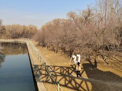 -朝阳公园游乐园