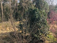 -昆山城市生态森林公园