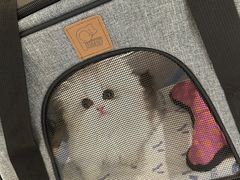 -momokira米努特·德文卷毛猫·棉花面纱犬