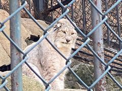 -大连森林动物园