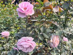 -人民公园(罗湖区)