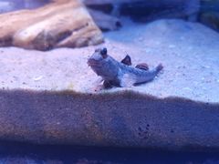 -上海海洋水族馆