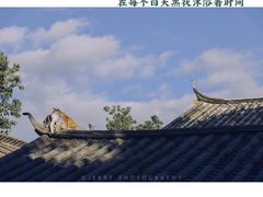 -阿山卓·野生菌火锅·纳西火塘烤肉