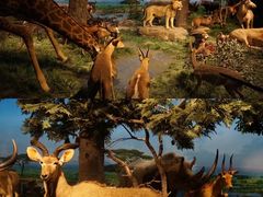 -国家自然博物馆