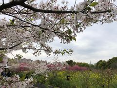 -南汇桃花村