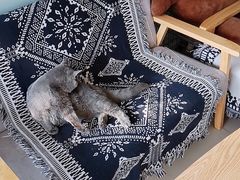 -平行世界·猫咖(首经贸店)
