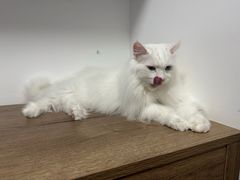 -宠福鑫动物医院(城北分院)