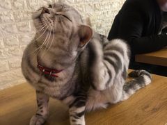 -平行世界·猫咖(首经贸店)