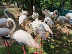 -吉隆坡雀鸟公园