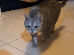 -北京观赏动物医院·24小时大型综合·猫专科·异宠专科