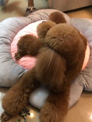 -첫번째 初见美学中心