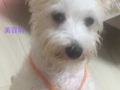-momokira米努特·德文卷毛猫·棉花面纱犬