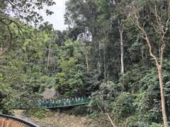 -西双版纳原始森林公园