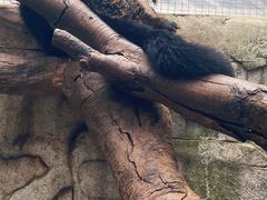 -广州长隆飞鸟乐园