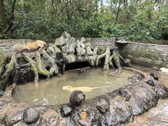-海南热带野生动植物园