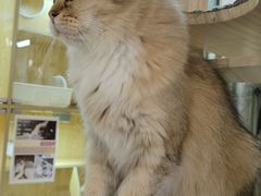 -平行世界·猫咖(首经贸店)