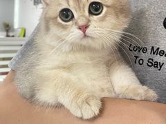 -lincat·猫舍(广州店)