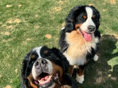 -趣玩宠物乐园寄养训犬训狗游泳池