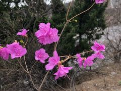 -富斯特索道