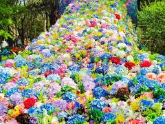 -上海共青森林公园