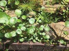 -合肥滨湖国家森林公园