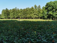 -上海共青森林公园