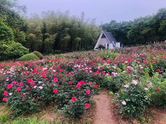 -宜兴龙背山森林公园