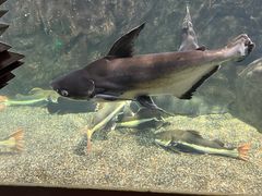 -太平洋海底世界