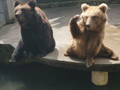 -贵州森林野生动物园