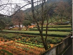 -随意茶庄·地道杭帮农家菜(梅家坞店)