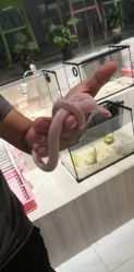 -Moni星球萌宠·小马宝莉·灵蛇·高端高阶全萌宠互动体验俱乐部(红豆国际广场店)