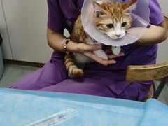 -瑞派·关忠动物医院·猫专科·犬专科(三环新城店)
