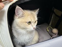 -中农国际动物医院24小时·猫科·骨科·急重症中心