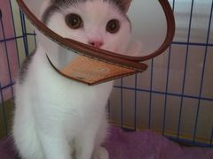 -瑞鹏宠物医院·骨科·猫科·内科(第一中心)