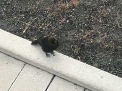 -老忠实间歇泉