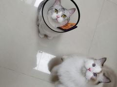 -艾贝尔宠物诊疗