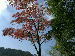 -广州市石门国家森林公园