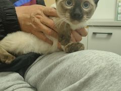 -瑞派·关忠动物医院·猫专科·犬专科(三环新城店)