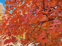 -北京西山国家森林公园