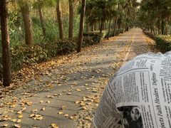 -合肥滨湖国家森林公园