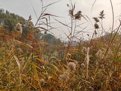 -大兴滨河森林公园