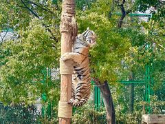 -上海野生动物园老虎餐厅