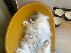 -有喵·猫咖·狗咖·30几只猫10只小狗(岗厦店)