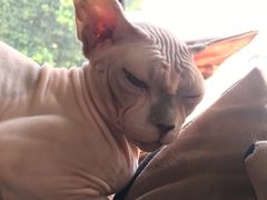 -more than meow吴止猫主题餐厅(承德 中船汇店)