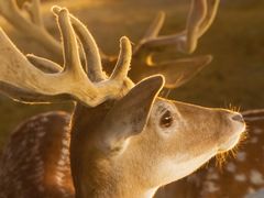 -栾川竹海野生动物园