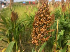 -三圣花乡旅游区