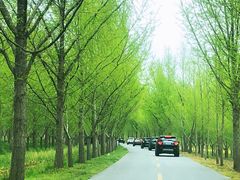 -黄海国家森林公园