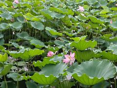 -荔湾湖公园