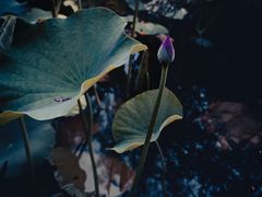 -武清南湖绿博园