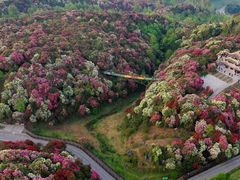 -贵州百里杜鹃风景名胜区